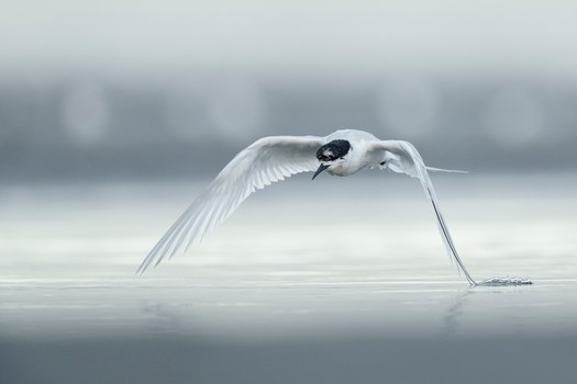 Rob Weir